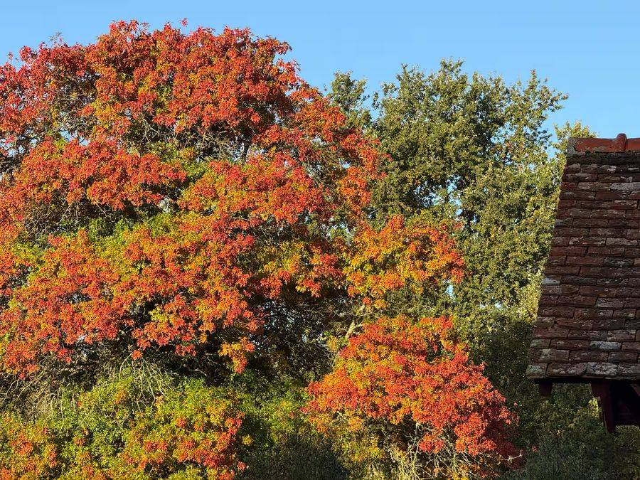Arbre aux feuilles rousses en automne sur le domaine